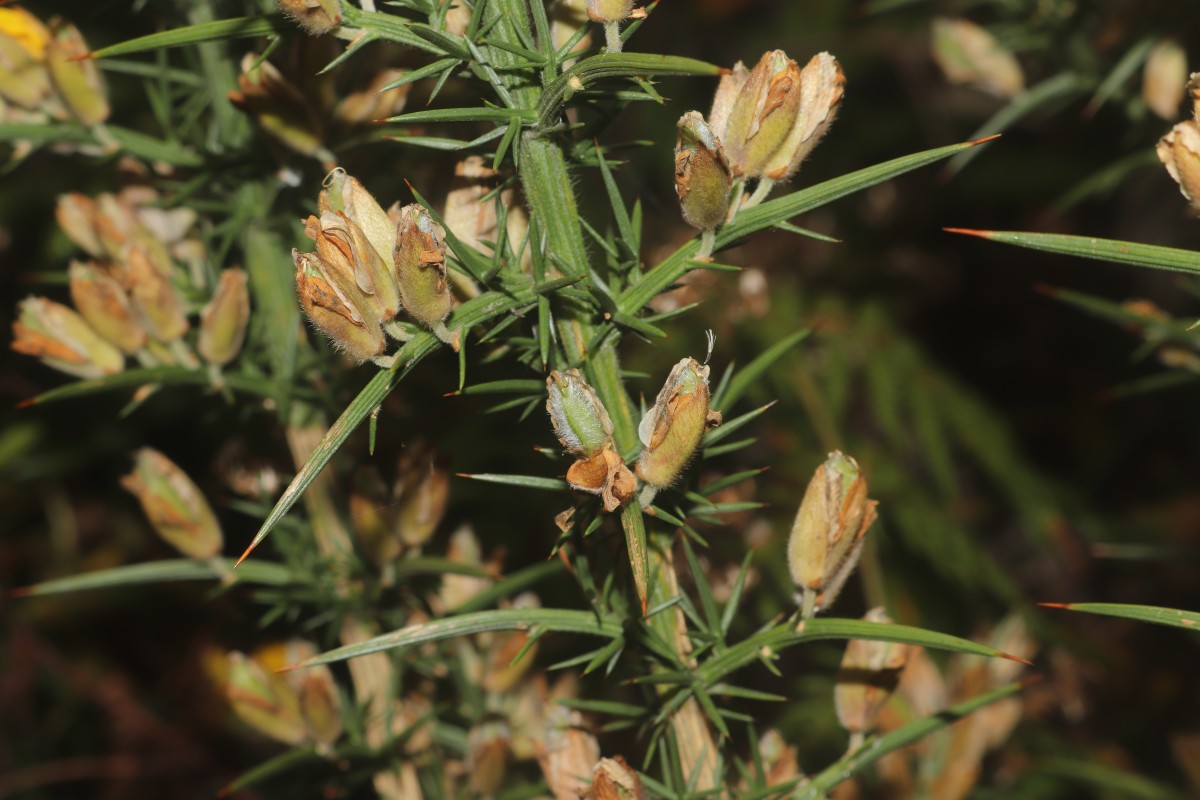 Ulex europaeus L.